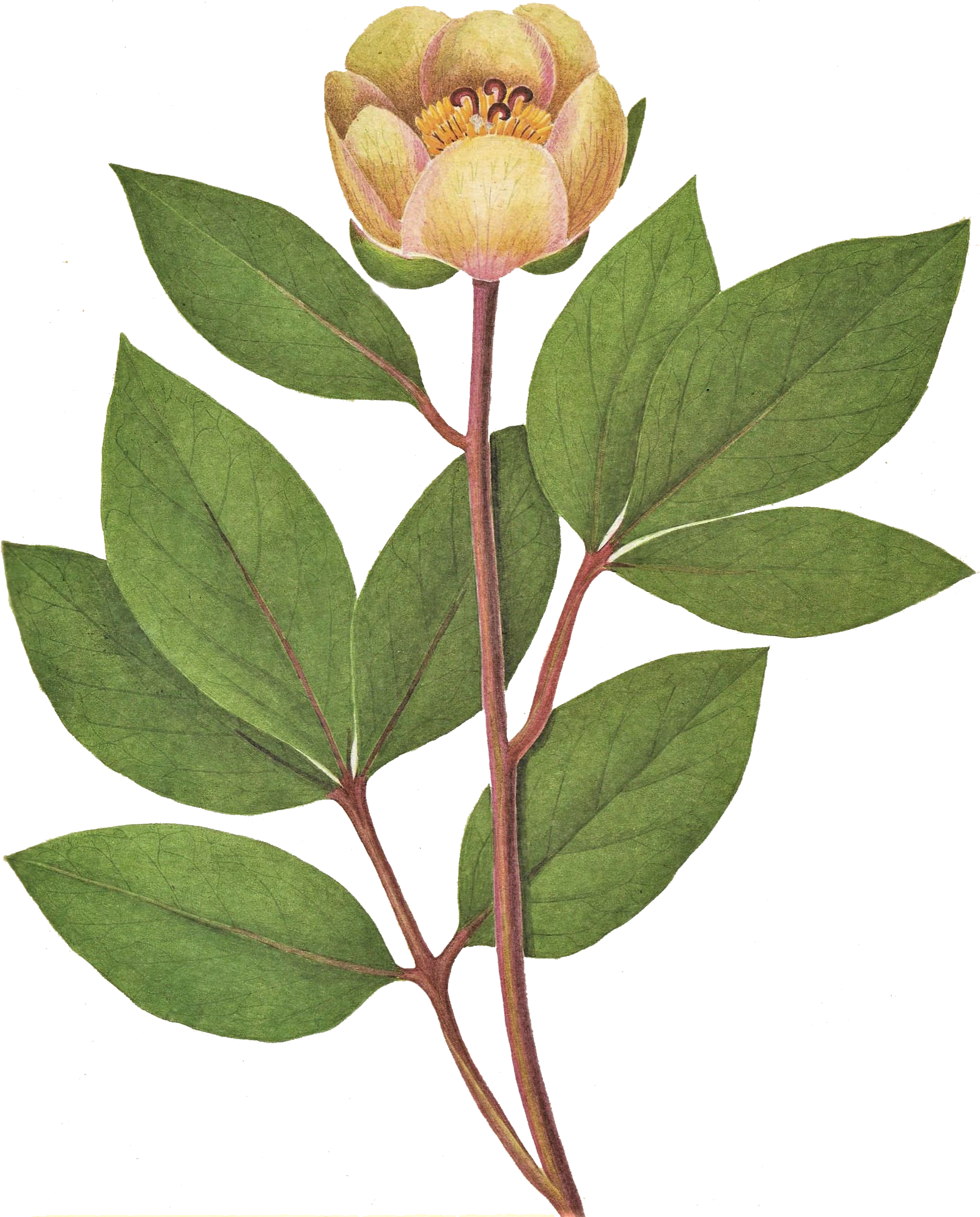 Peonia