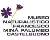 logo museo naturalisti fmp